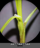 Image of Bohemian Sedge