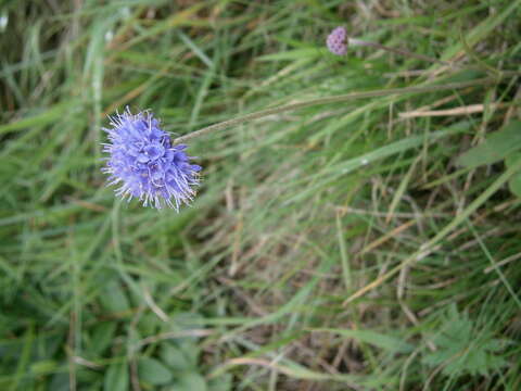 Image of Devil’s Bit Scabious