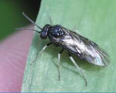 Image of Endelomyia aethiops (Fabricius)