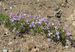 Слика од Penstemon fruticosus (Pursh) Greene