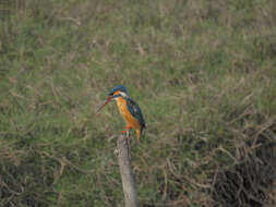 Image of Common Kingfisher