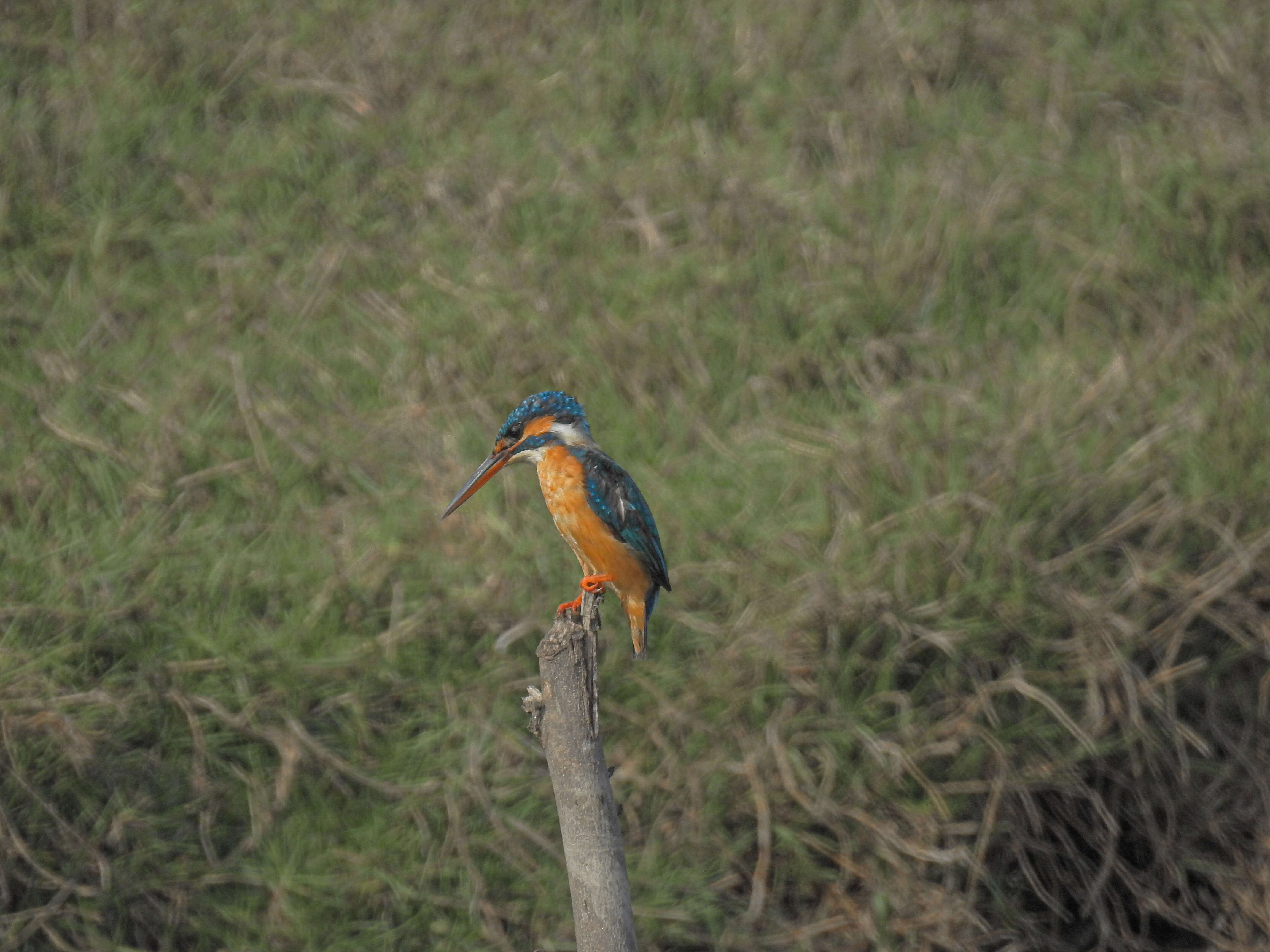 Image of Common Kingfisher