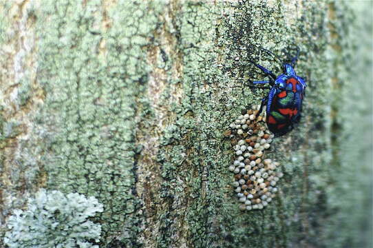 Image of cotton harlequin bug