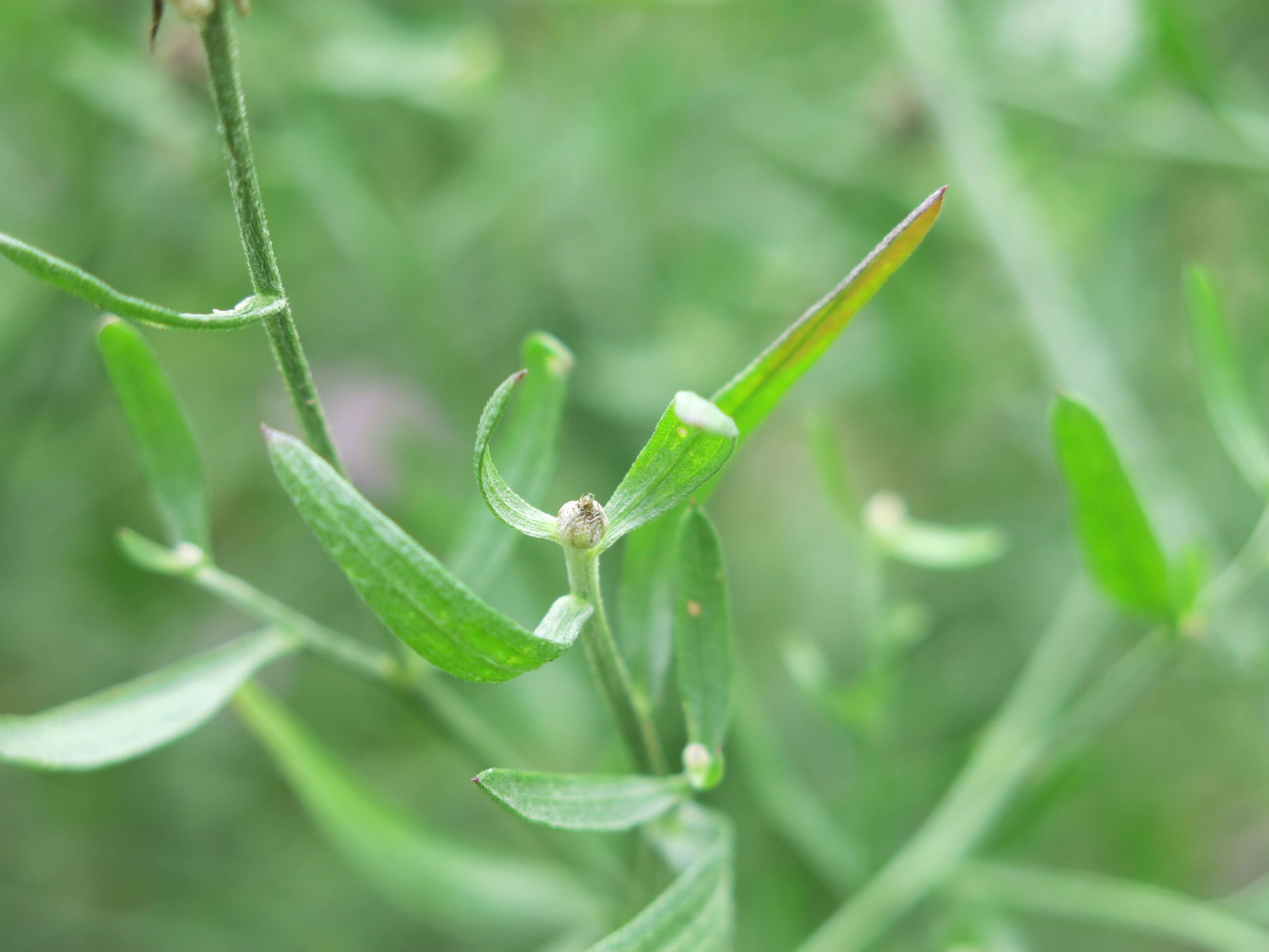 Image of spotted knapweed