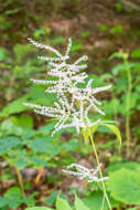 Image of bride's feathers