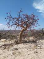 Image of elephant tree