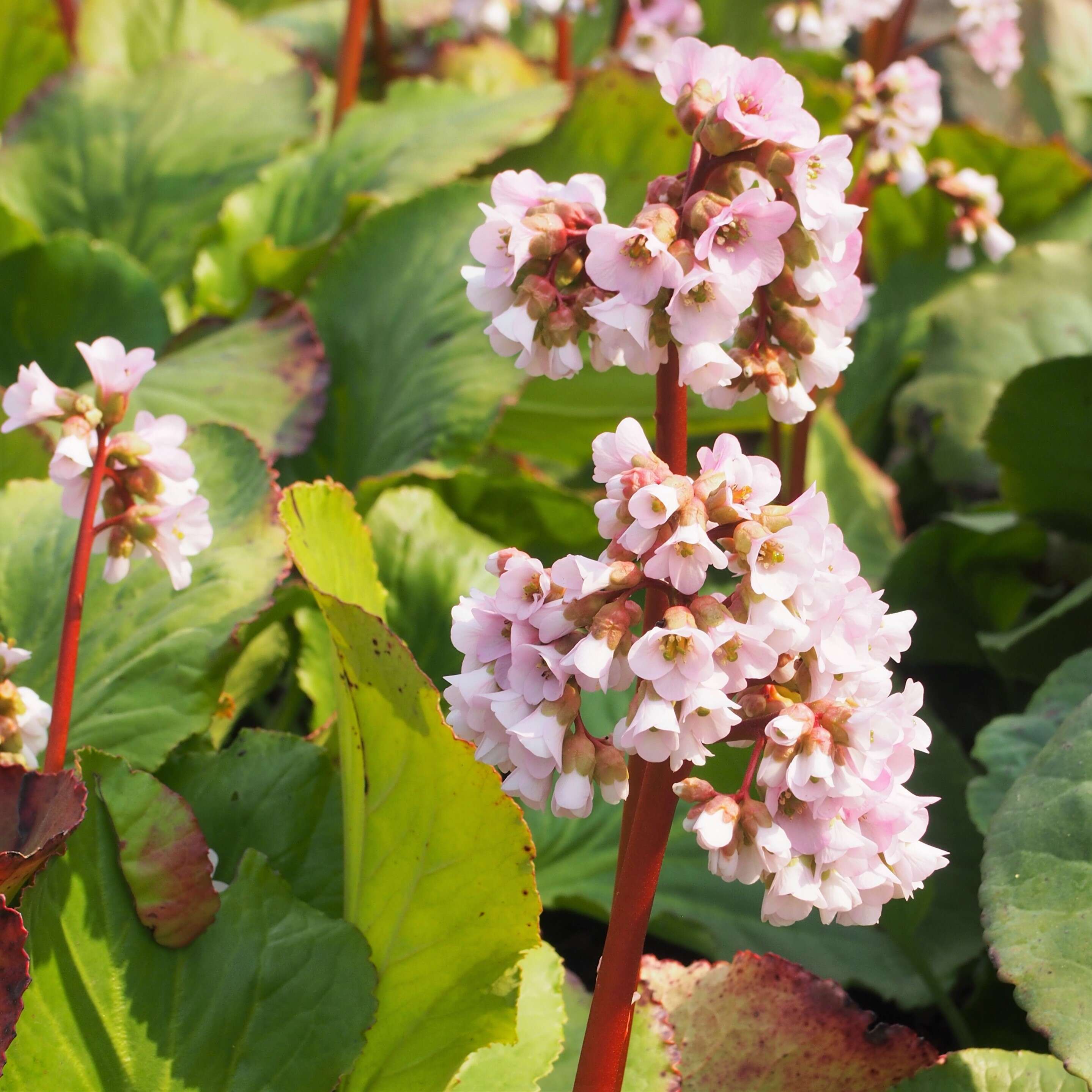 Image of Siberian-tea