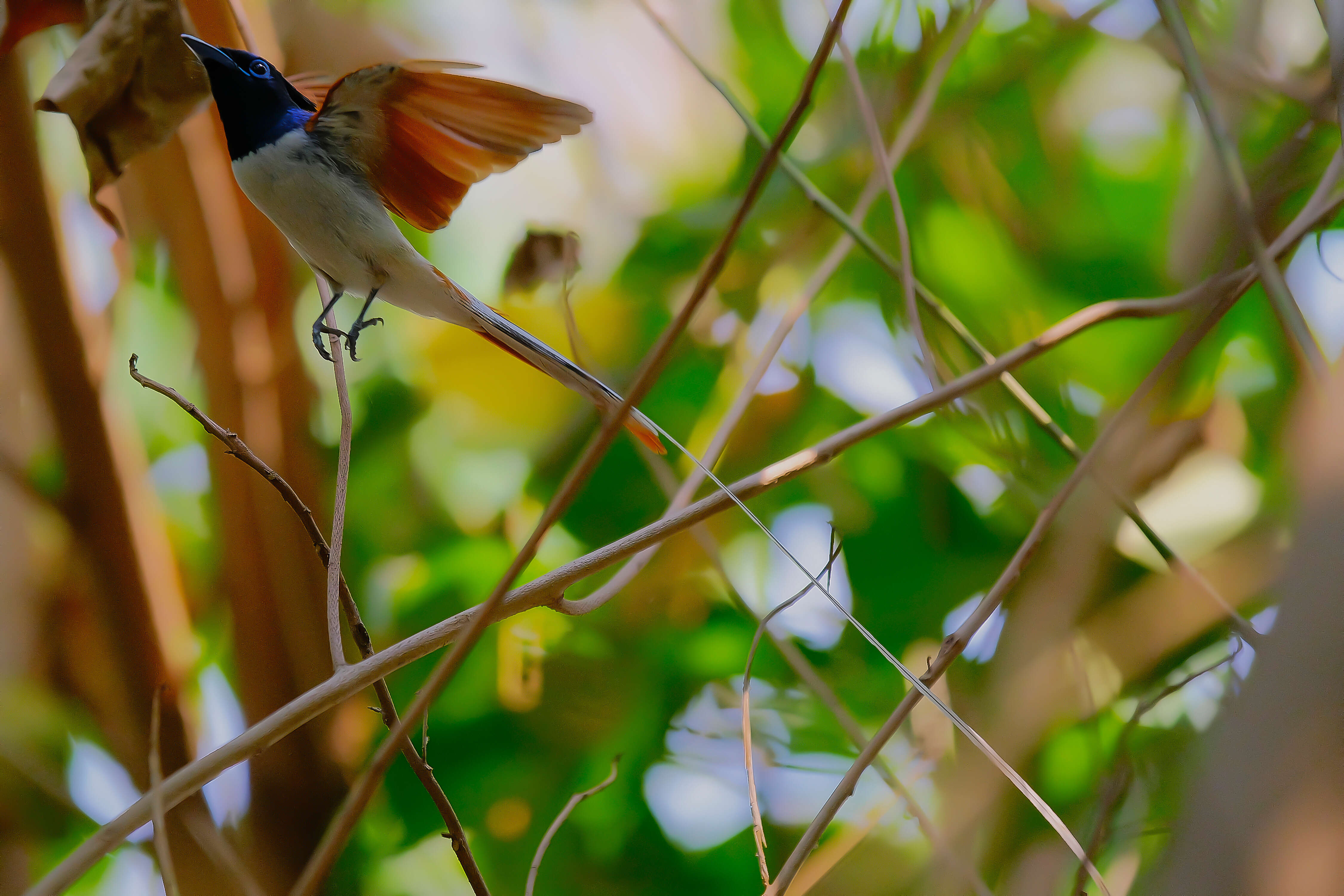 Image of Asian Paradise-Flycatcher