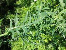 Image of Lactuca quercina L.