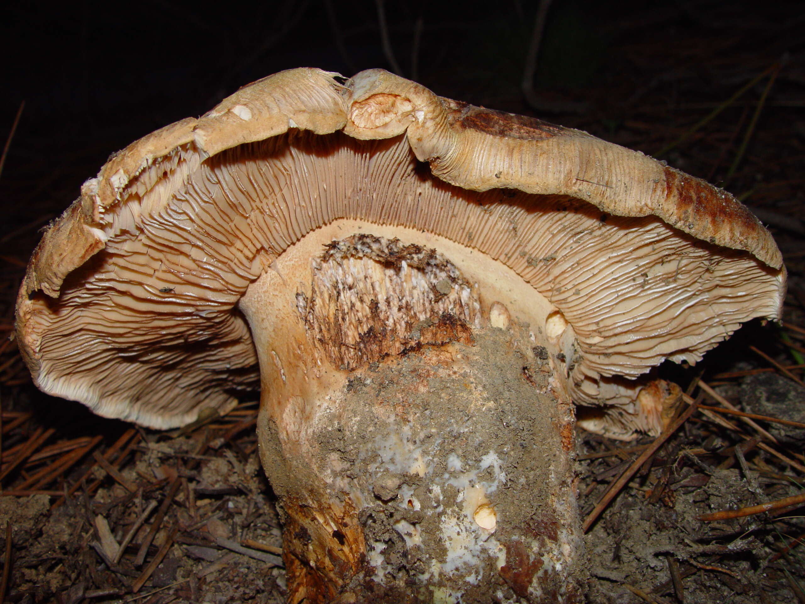 Imagem de Tricholoma colossus (Fr.) Quél. 1872