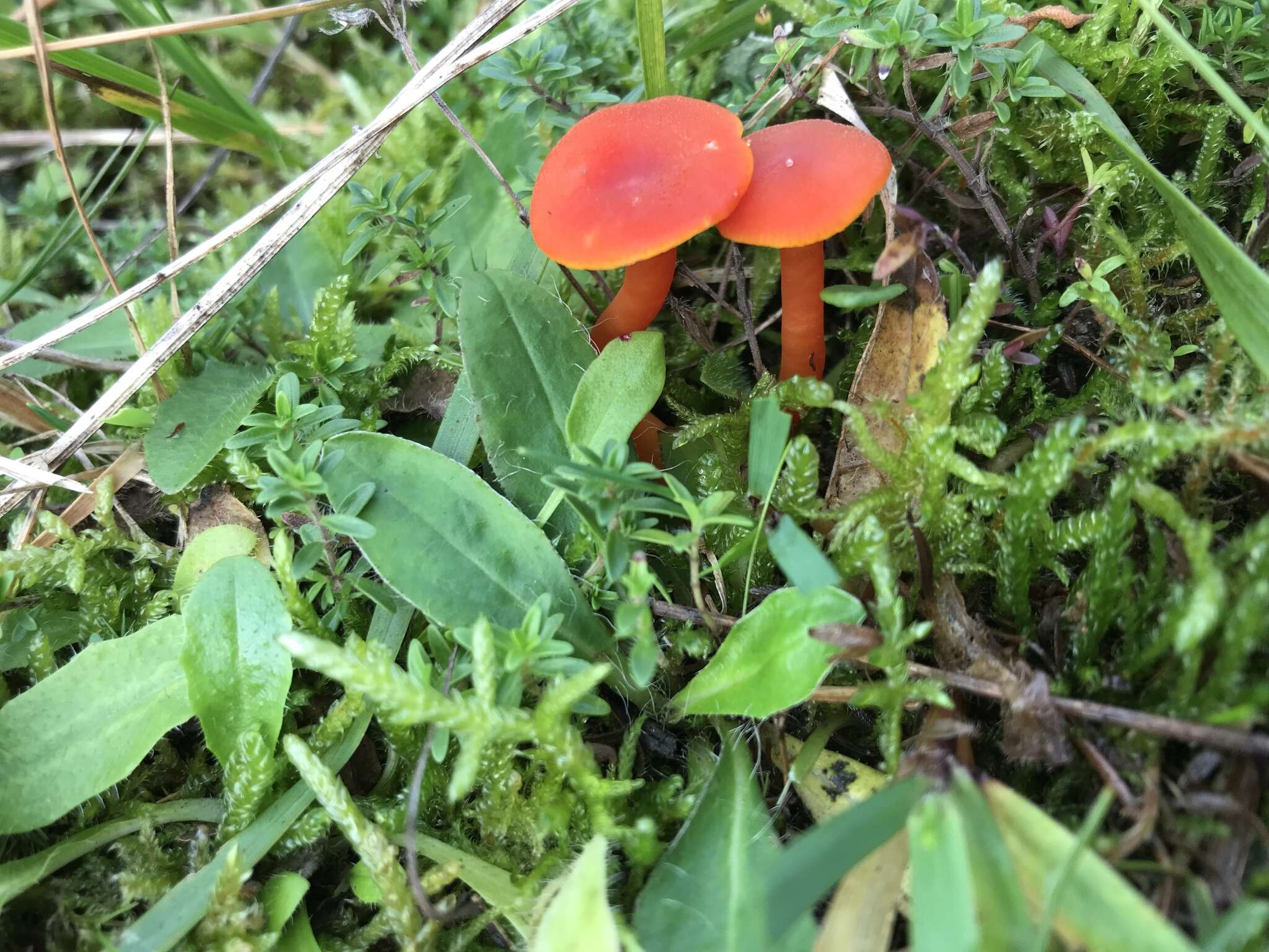 Image of Hygrocybe miniata (Fr.) P. Kumm. 1871