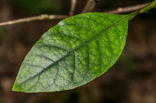 Image of Litsea calicaris (A. Cunn.) Benth. & Hook. fil. ex Kirk