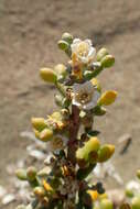 Image of Tetraena alba (L. fil.) Beier & Thulin