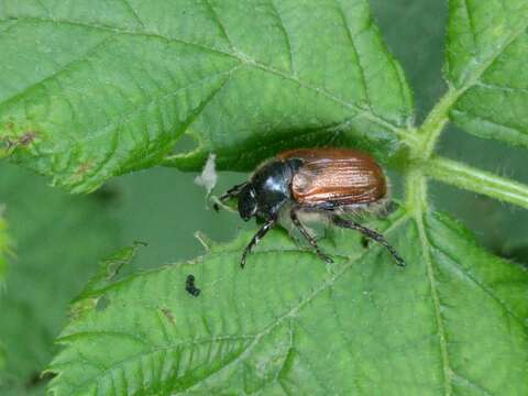 Image of Phyllopertha