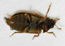 Image of Byturus ochraceus