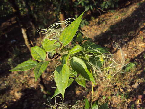 Image of Clematis javana DC.