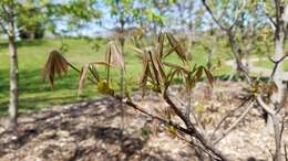 Imagem de Aesculus parviflora Walt.