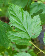 Physocarpus opulifolius (L.) Maxim. resmi