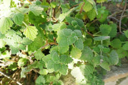 Image of Plectranthus madagascariensis (Pers.) Benth.