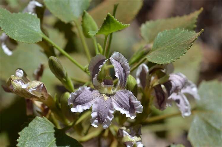 Image of Goodenia grandiflora Sims