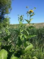 Inula helenium L. resmi