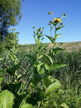 Image of Elecampane