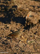 صورة Mirafra erythroptera Blyth 1845