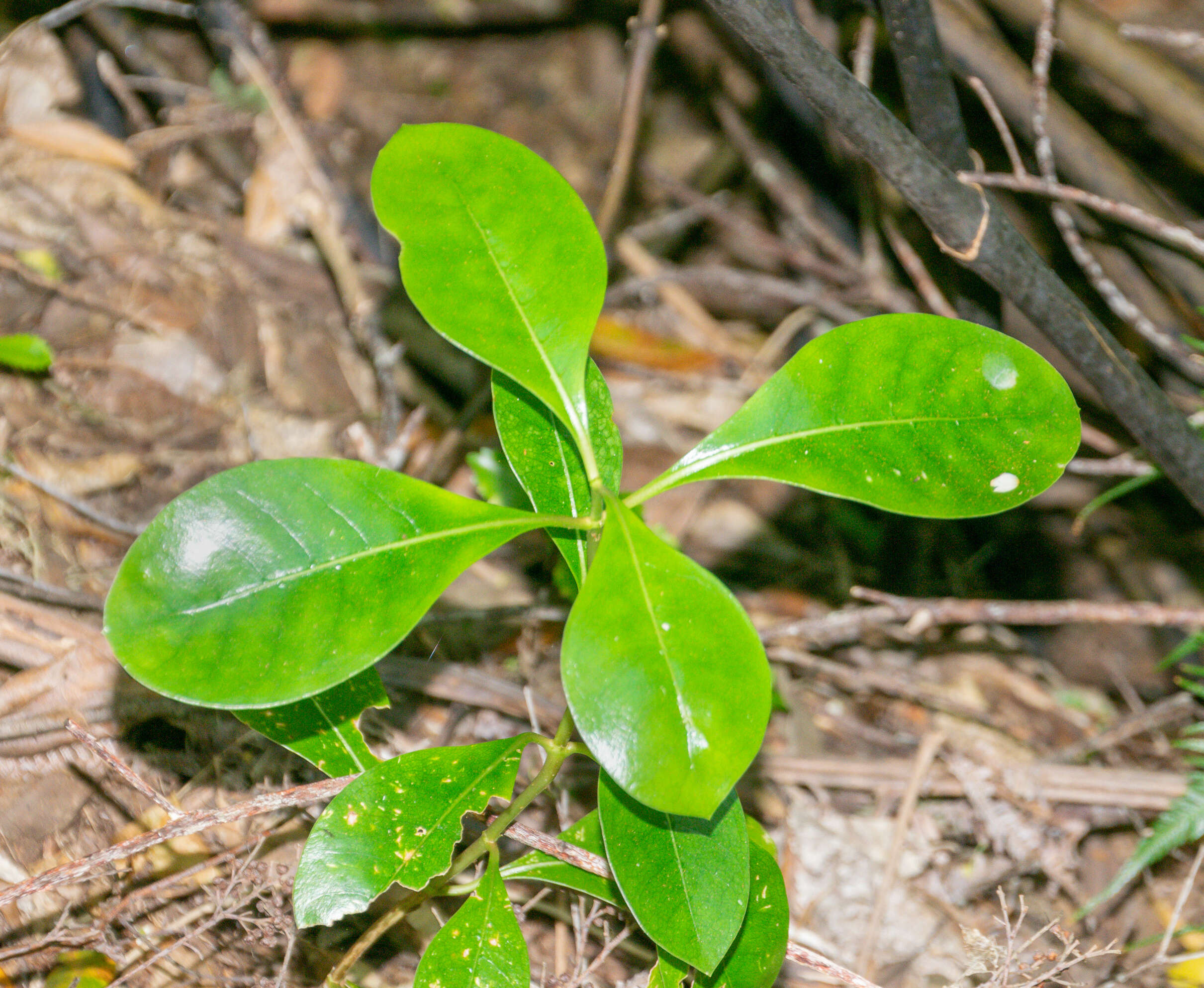 Image of Coprosma lucida J. R. Forst. & G. Forst.