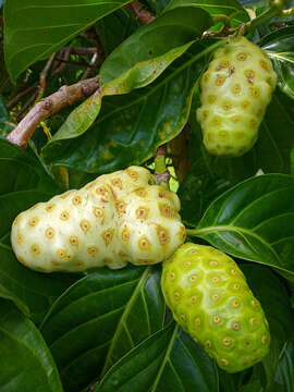 Image of Indian mulberry