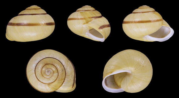 Image of White-lipped banded snail