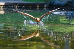 Image of Gray-headed Flying Fox