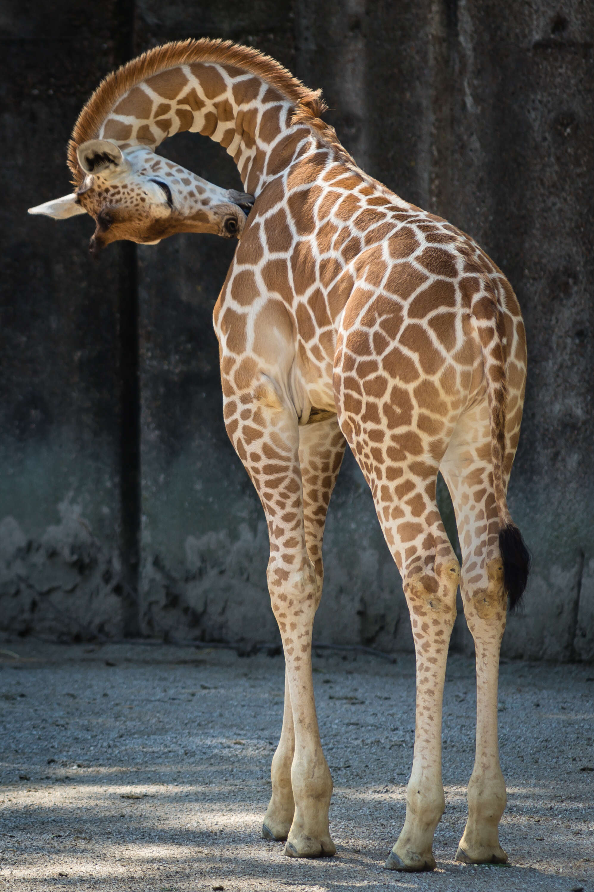 Image of reticulated giraffe