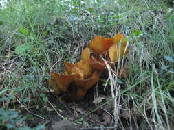 Image of Jack o'Lantern mushroom