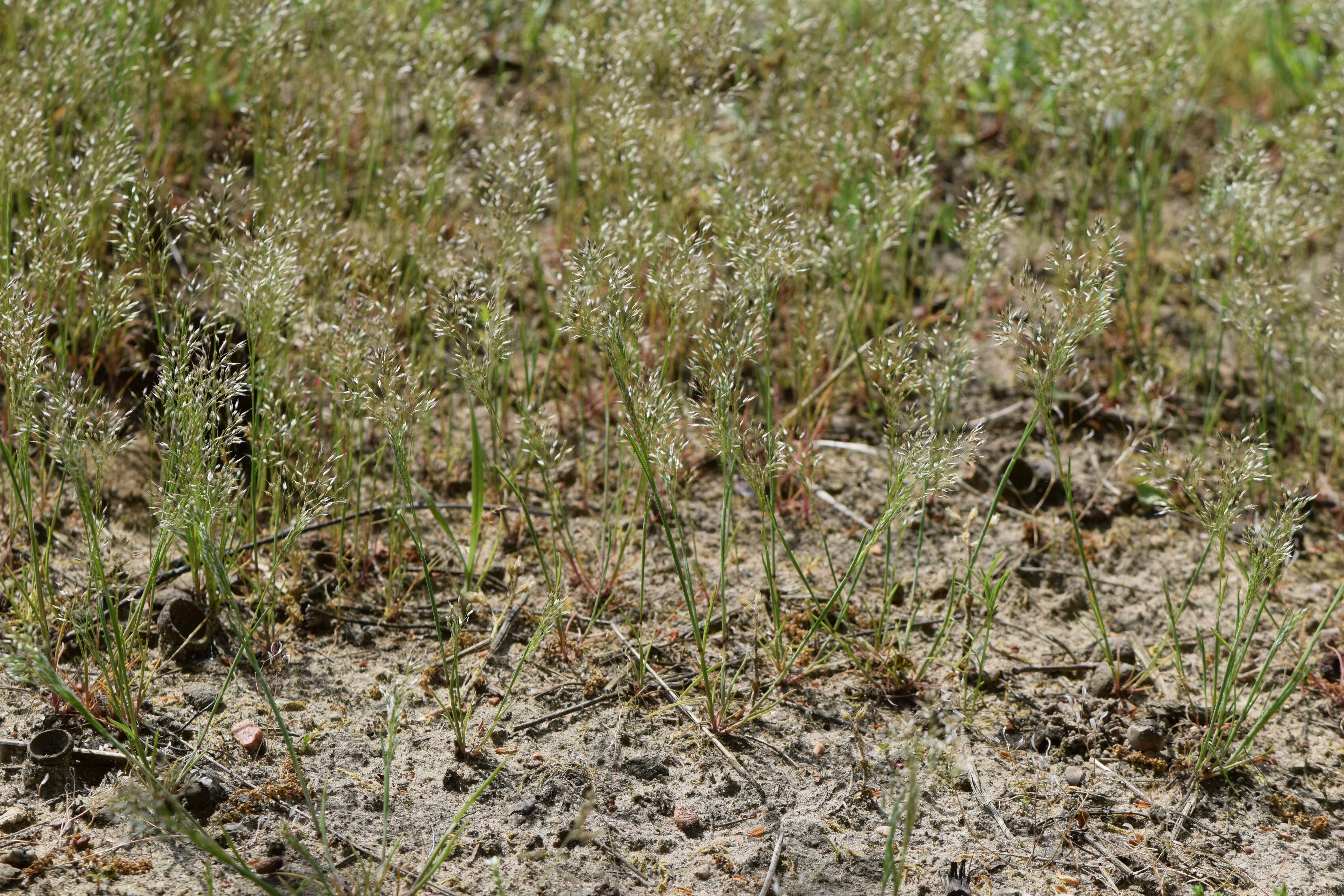 Image of silver hairgrass