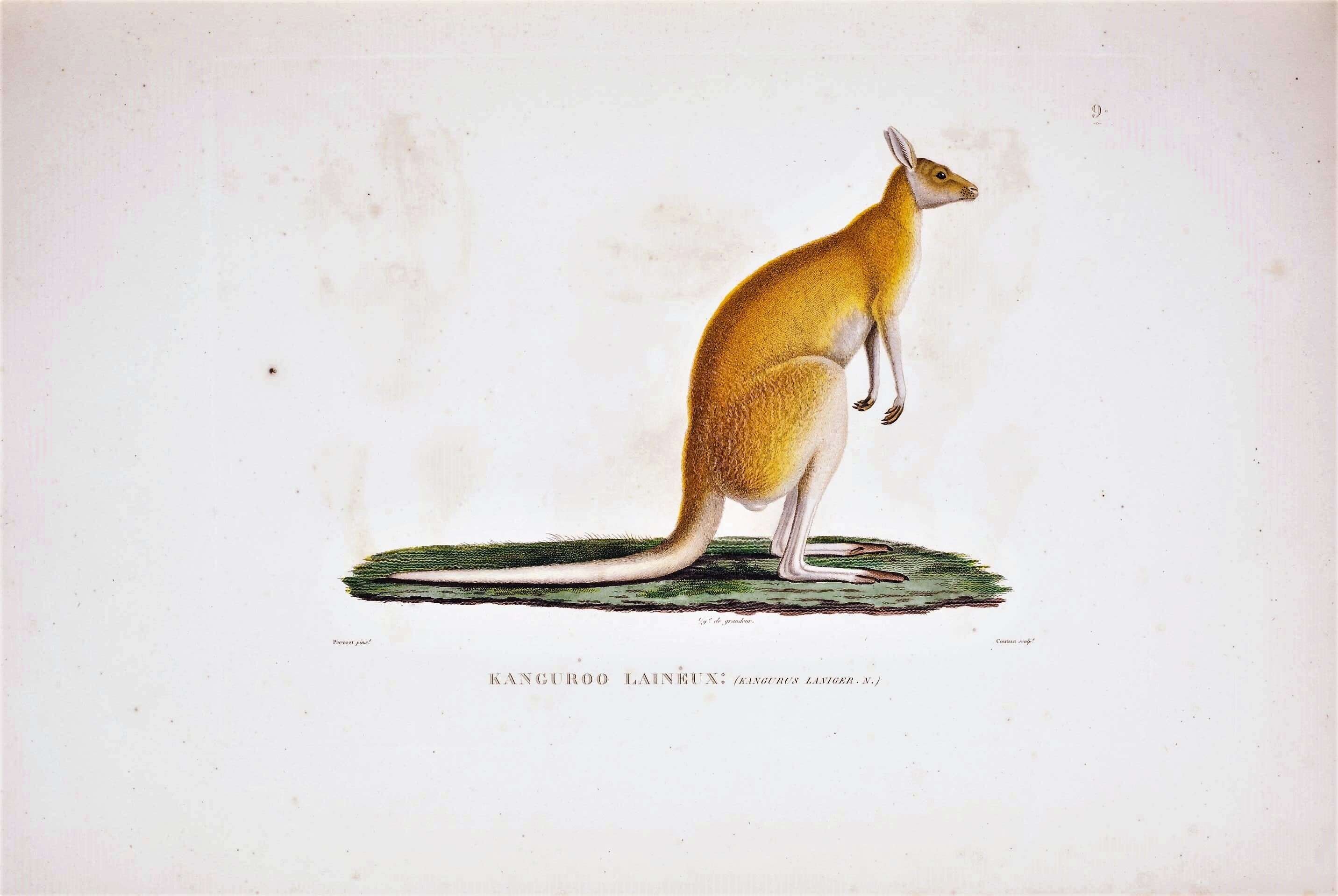 Image of red kangaroo