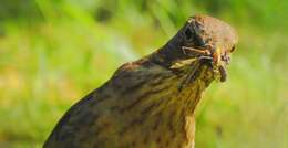 Image of Song Thrush