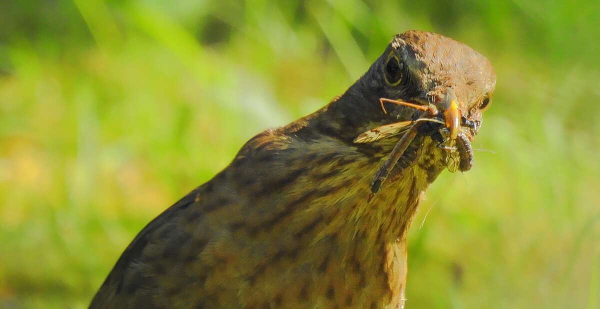 Image of Song Thrush