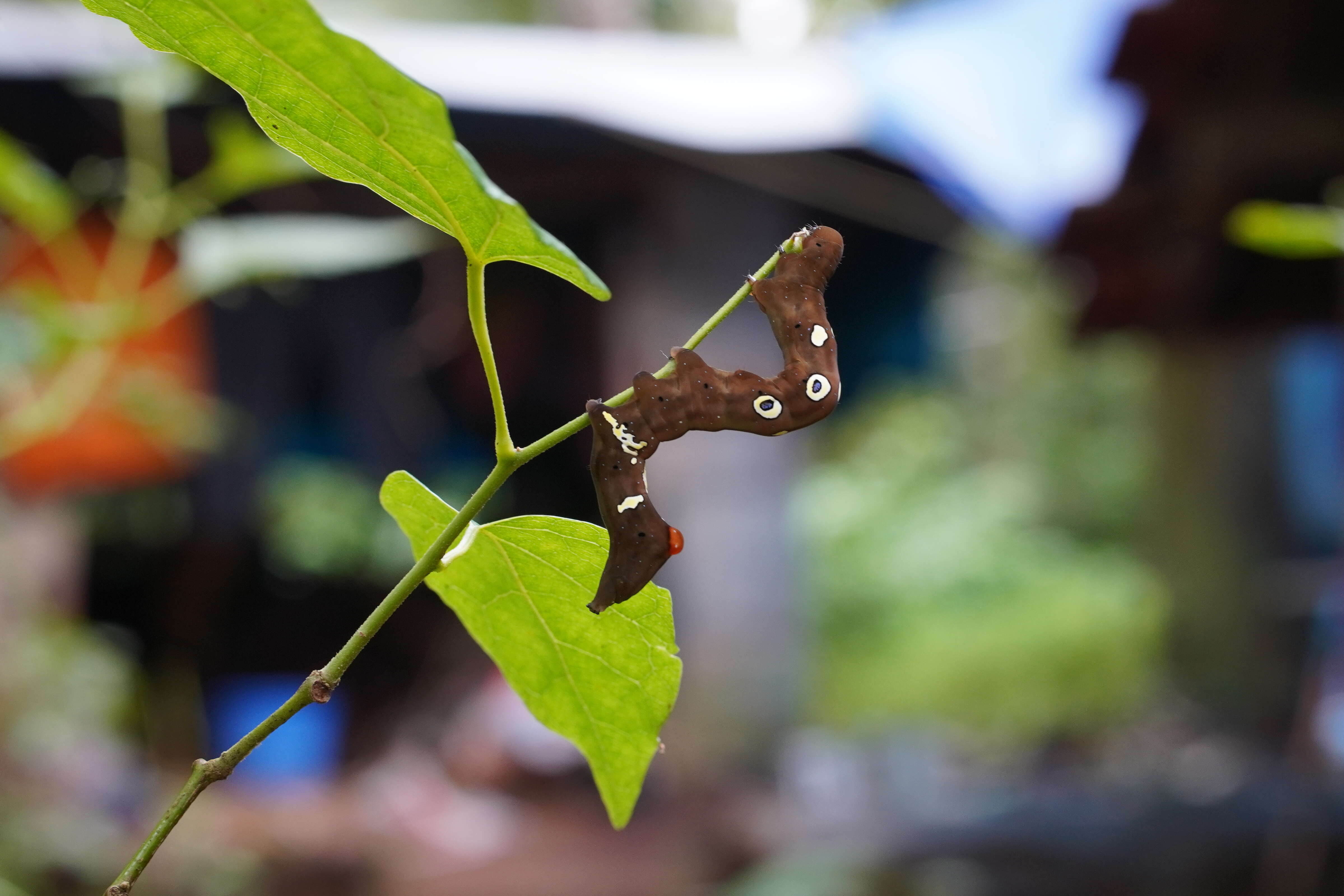 Image of Eudocima materna