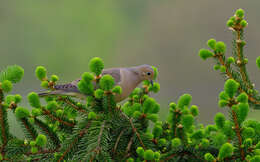 Image of American Mourning Dove