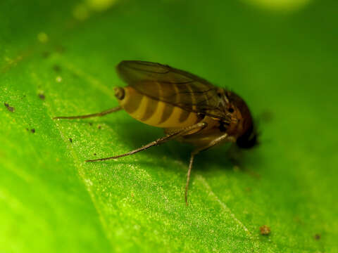 Image of scuttle flies