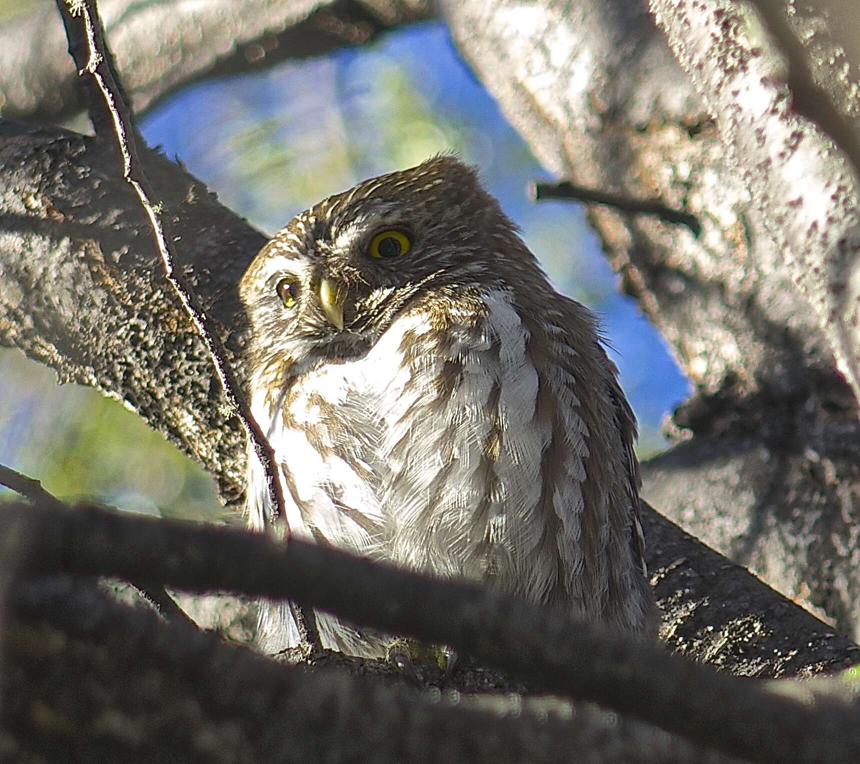 Image of Austral Pygmy Owl