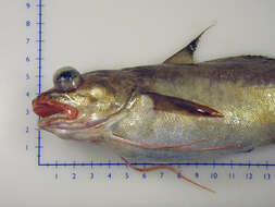 Image of White hake