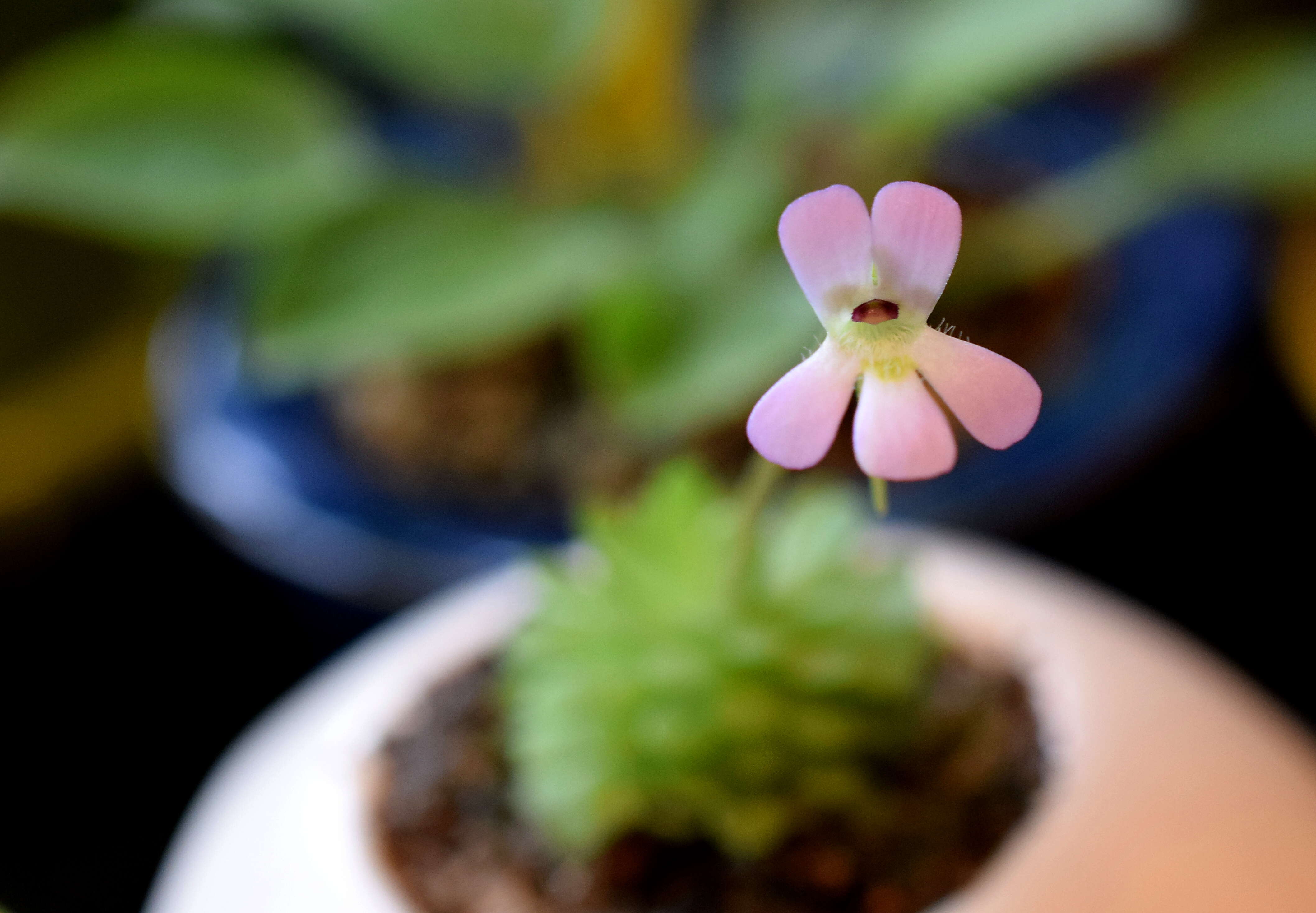 Imagem de Pinguicula esseriana B. Kirchner