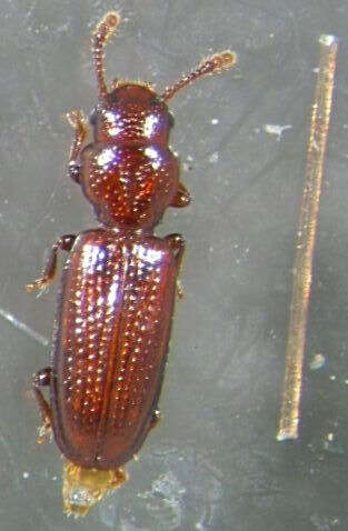 Image of Jacobson's beetles