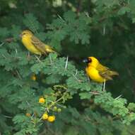 Image of African Masked Weaver