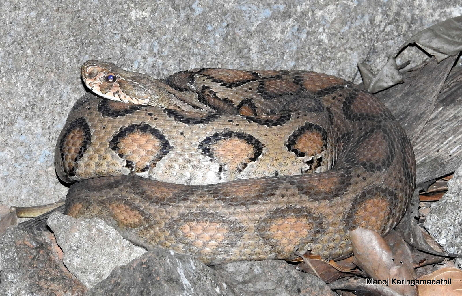 Image of Russel’s Viper