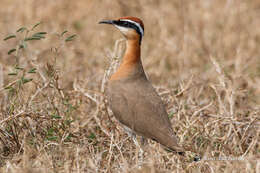 Image of Indian Courser