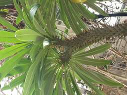 Image of Pachypodium lamerei Drake