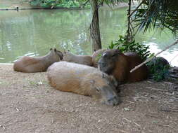 Image of Capybaras