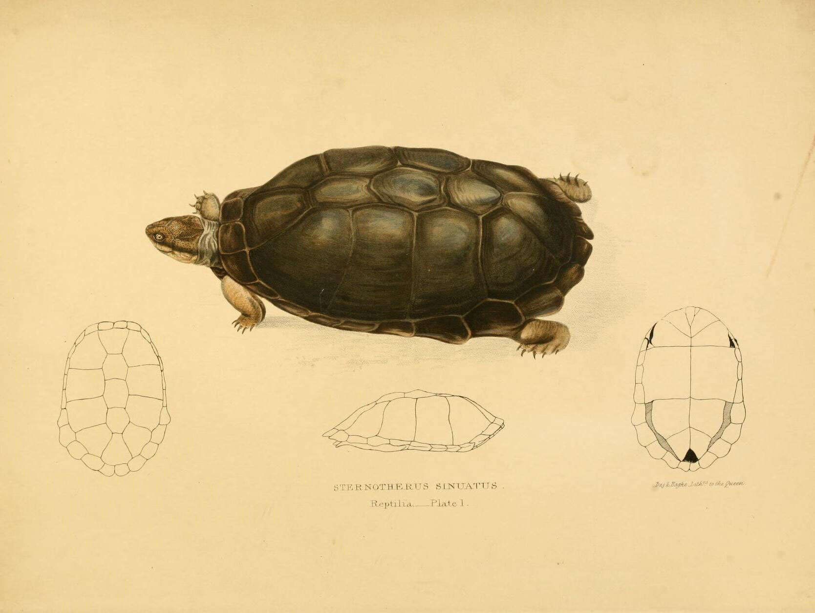 Image of Serrated hinged terrapin